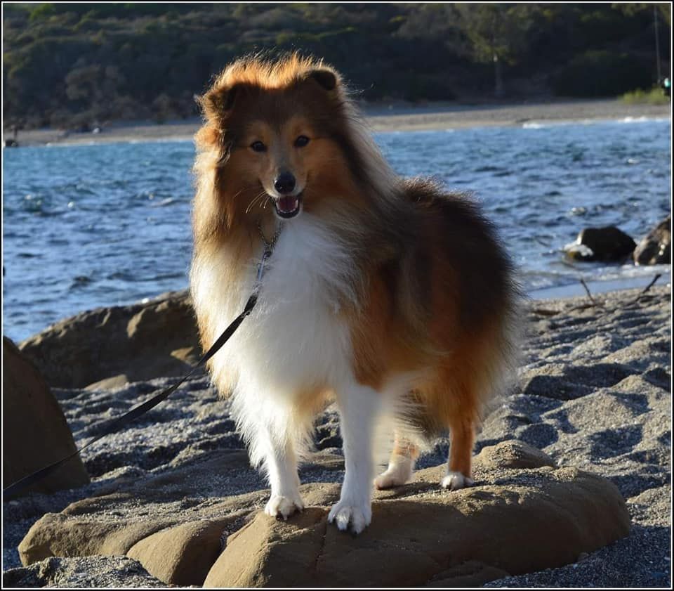 CH. Mystère et boule de gomme marlow des Romarins de Mayerling - 1er excellent - GCC - CACIB - BOB