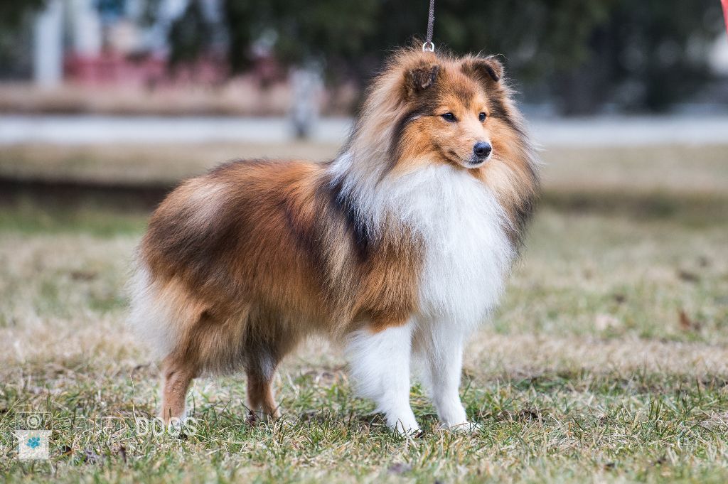 CH. Mystère et boule de gomme marlow des Romarins de Mayerling - 1er Excellent CAC CACIB BOB classse ouverte