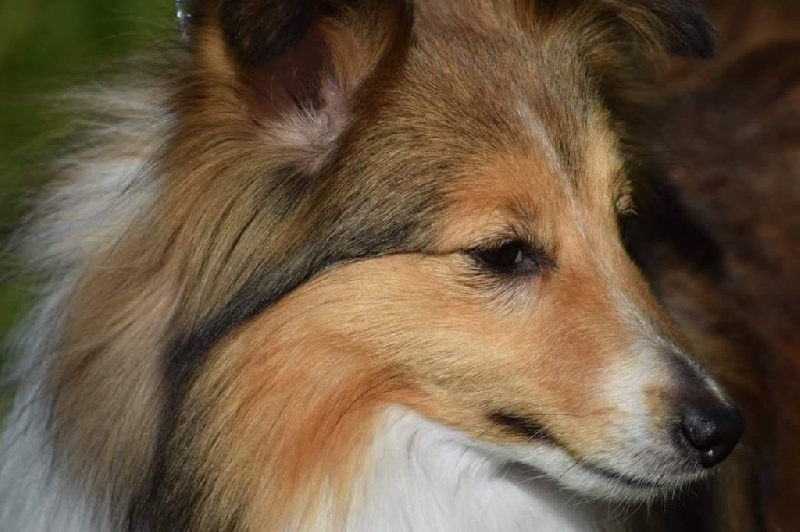 High light heavenly des Diablotins de Nooch - Excellent classe ouverte