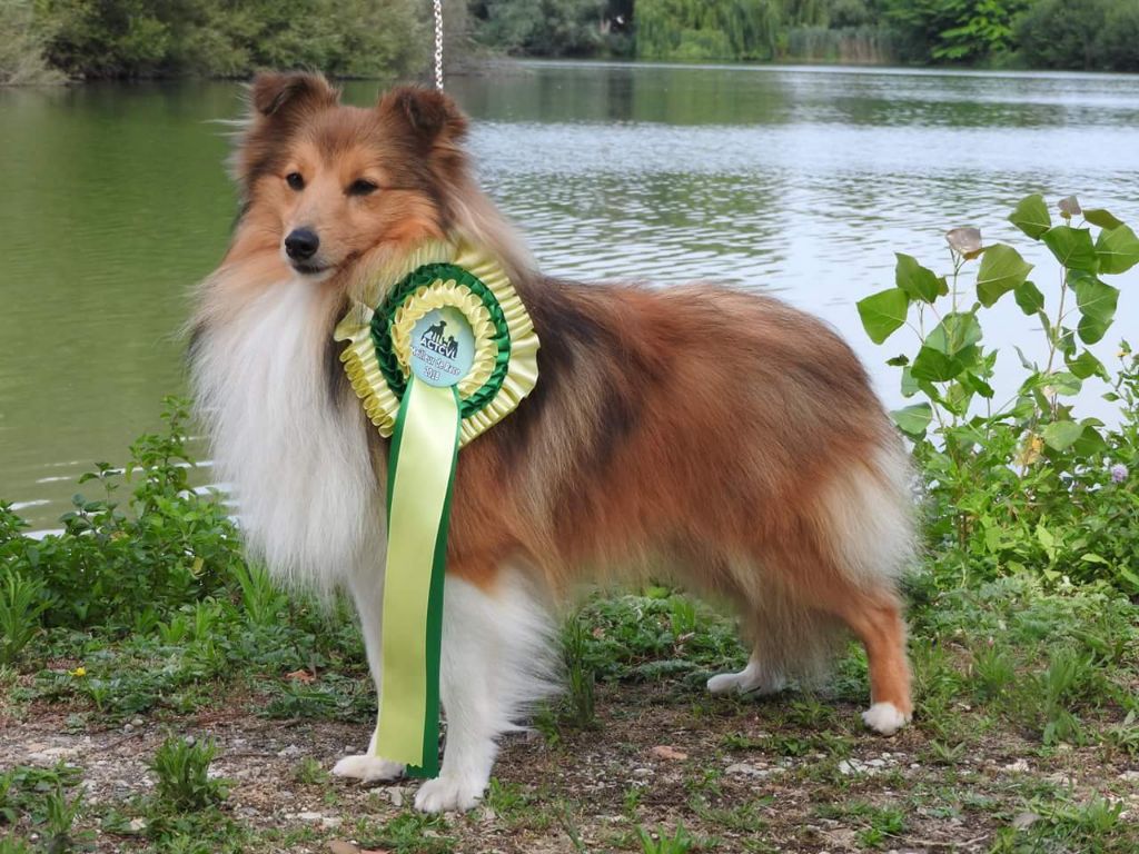CH. Mystère et boule de gomme marlow des Romarins de Mayerling - 1 er Excellent CACS BOB BOG1-3 classe intermédiaire