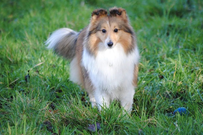 High light heavenly des Diablotins de Nooch - 3ème Exc classe ouverte