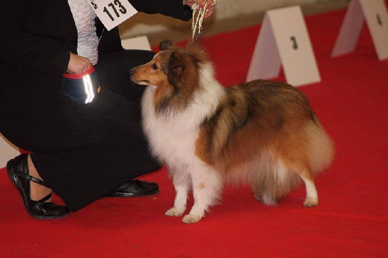 High light heavenly des Diablotins de Nooch - 1 er Excellent CACS CACIB BOB classe ouverte