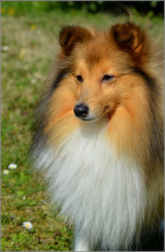 CH. Mystère et boule de gomme marlow des Romarins de Mayerling - 1er excellent - CAC - CACIB - BOB