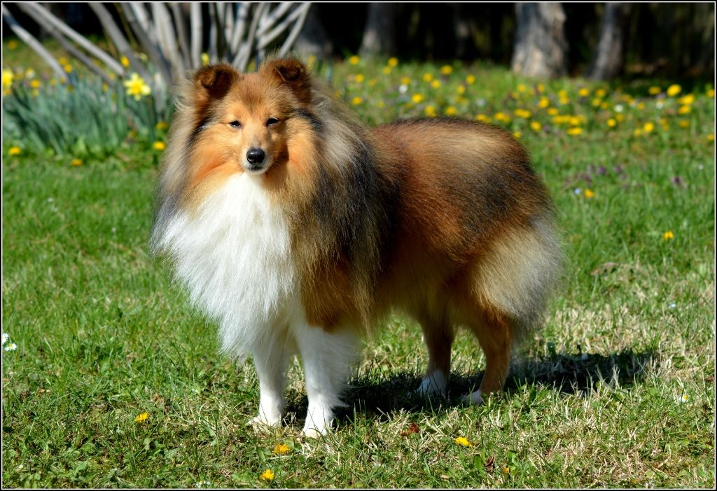 CH. Mystère et boule de gomme marlow des Romarins de Mayerling - 1er excellent - CAC - CACIB - BOB - BOG2