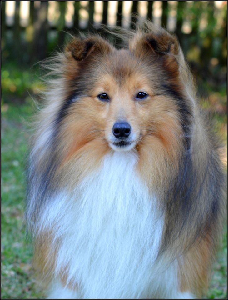 CH. Mystère et boule de gomme marlow des Romarins de Mayerling - 1er excellent - CAC - CACIB - BOB