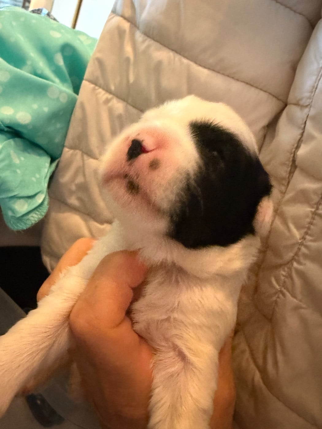 Chiot N°2 - Terrier Tibetain