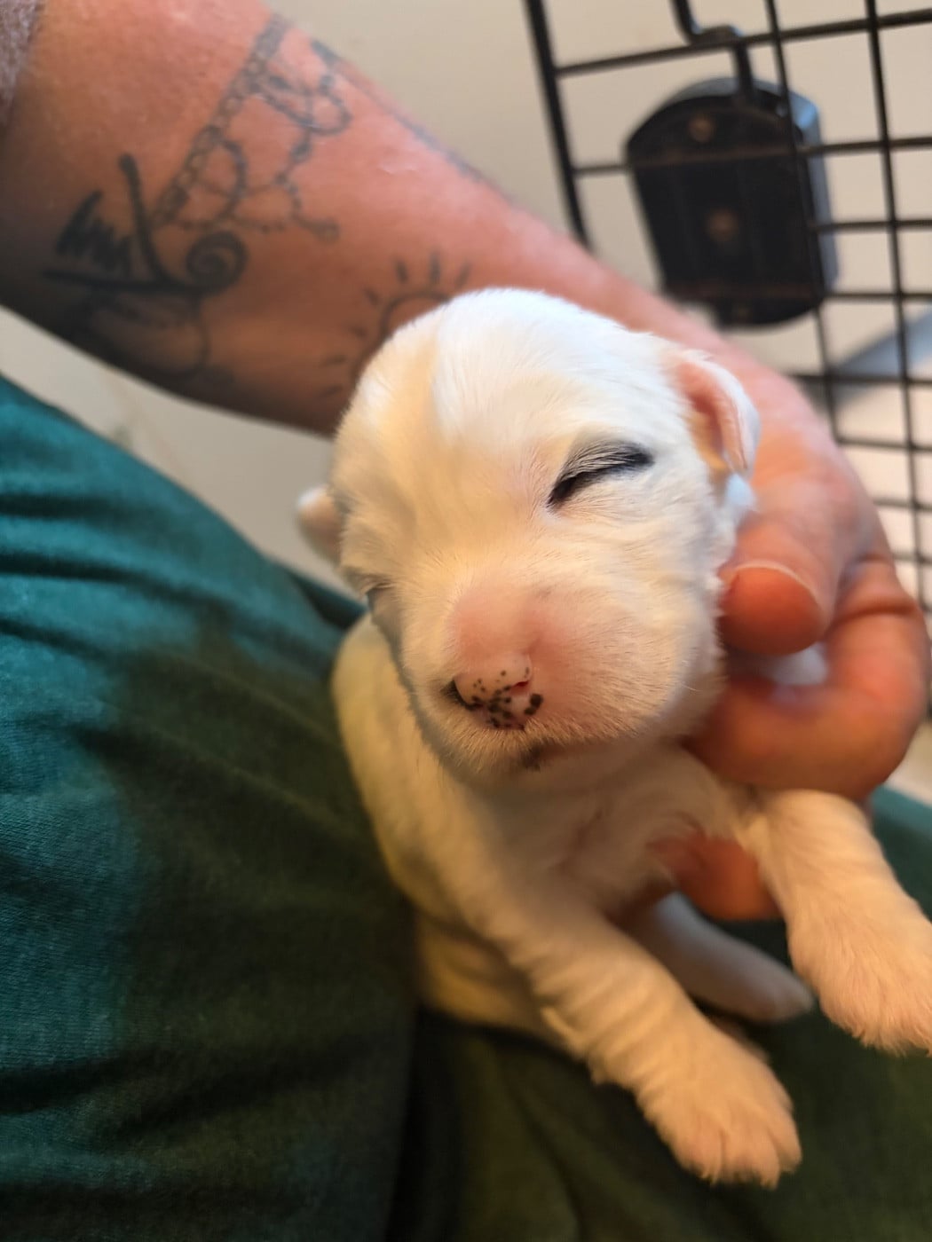 Chiot N°3 - Terrier Tibetain