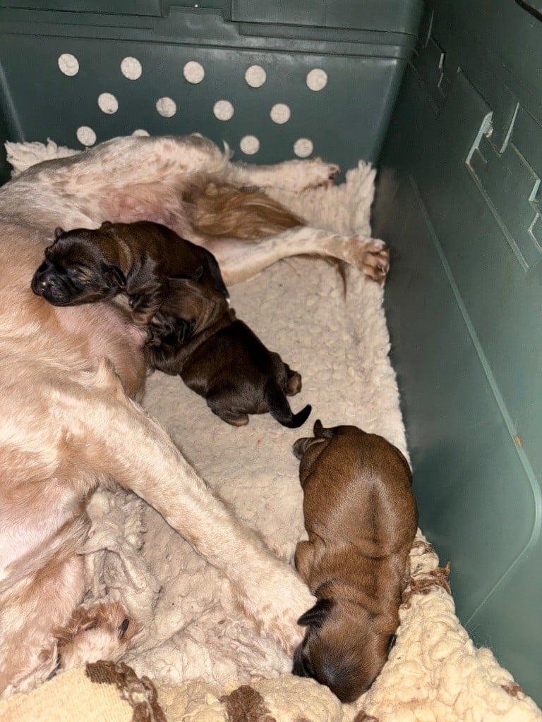 Chiot Terrier Tibetain