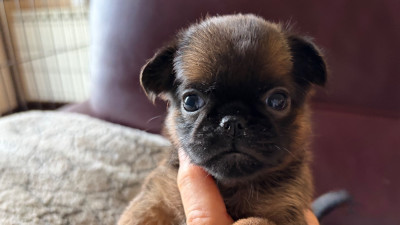 Les chiots de Petit Brabançon