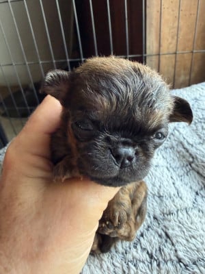 Les chiots de Petit Brabançon