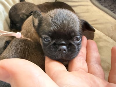 Les chiots de Petit Brabançon