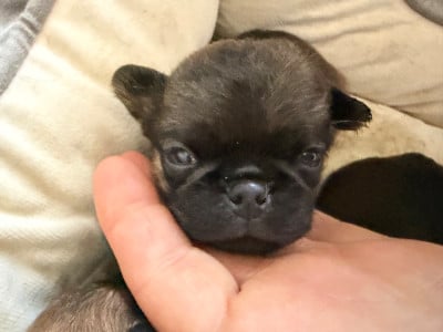 Les chiots de Petit Brabançon