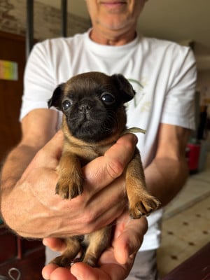 Les chiots de Petit Brabançon