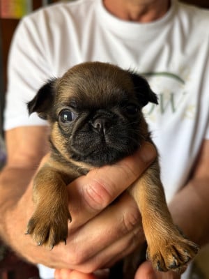 Les chiots de Petit Brabançon