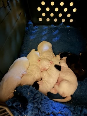 Les chiots de Terrier Tibetain