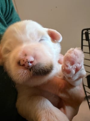 Les chiots de Terrier Tibetain