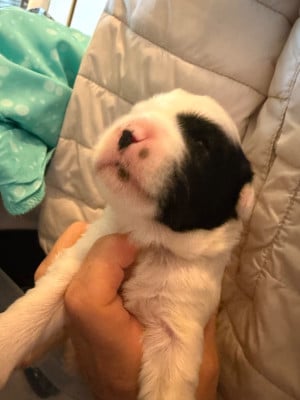 Les chiots de Terrier Tibetain
