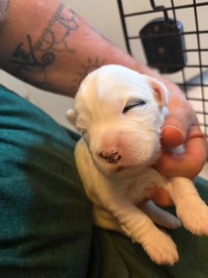 Les chiots de Terrier Tibetain