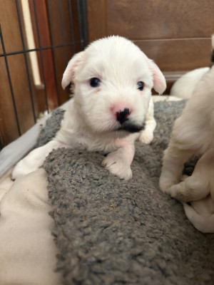 Les chiots de Terrier Tibetain
