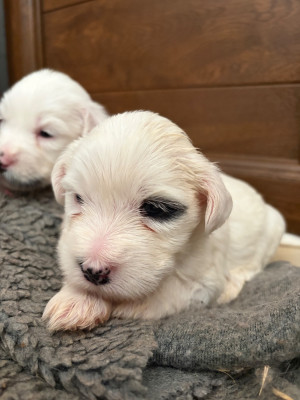 Les chiots de Terrier Tibetain