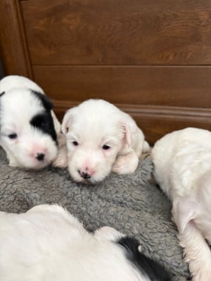 Les chiots de Terrier Tibetain
