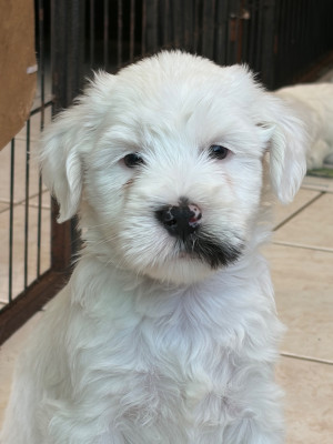 Les chiots de Terrier Tibetain