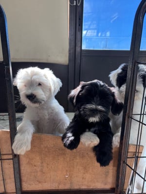 Bea - Terrier Tibetain