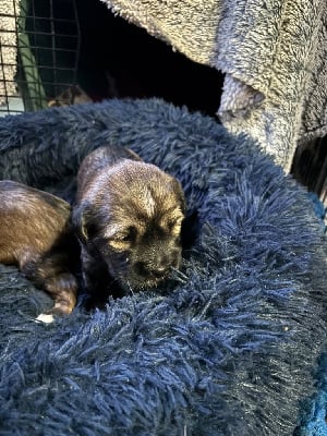 Les chiots de Terrier Tibetain