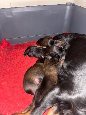 Les chiots de Petit Brabançon