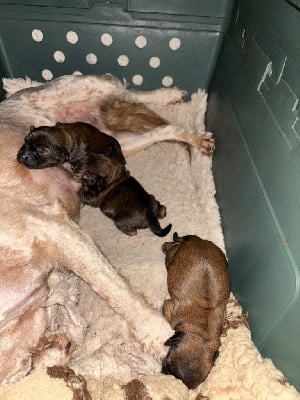 Les chiots de Terrier Tibetain