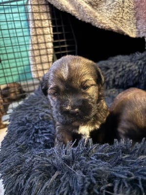 Les chiots de Terrier Tibetain
