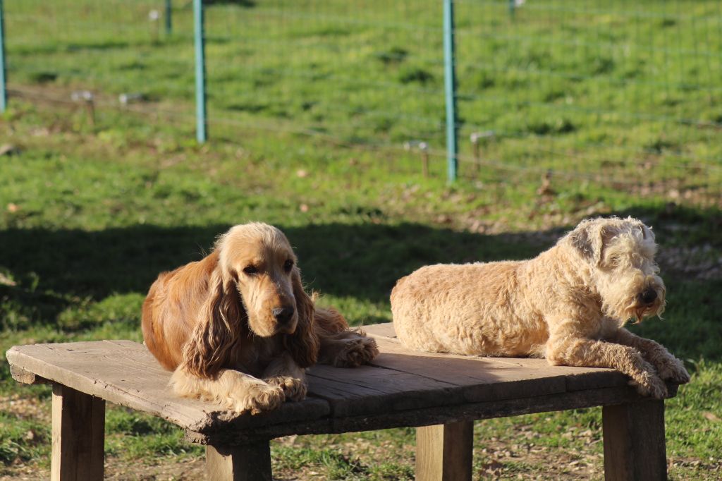 Publication : of caniland's dream