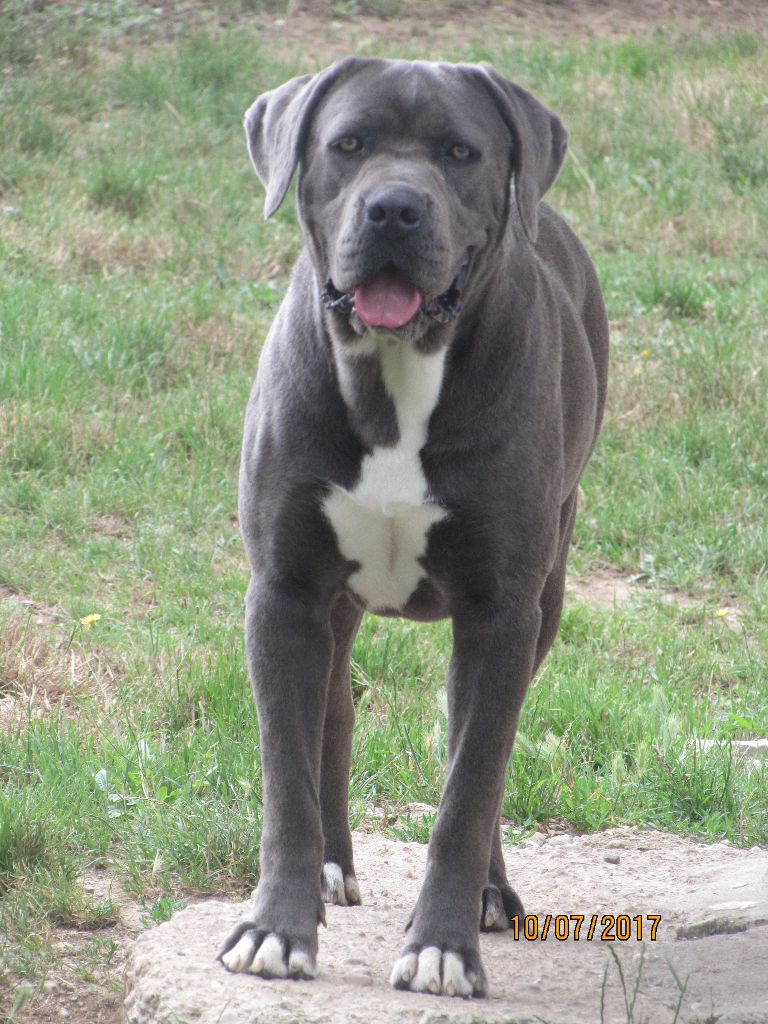 Publication : of caniland's dream