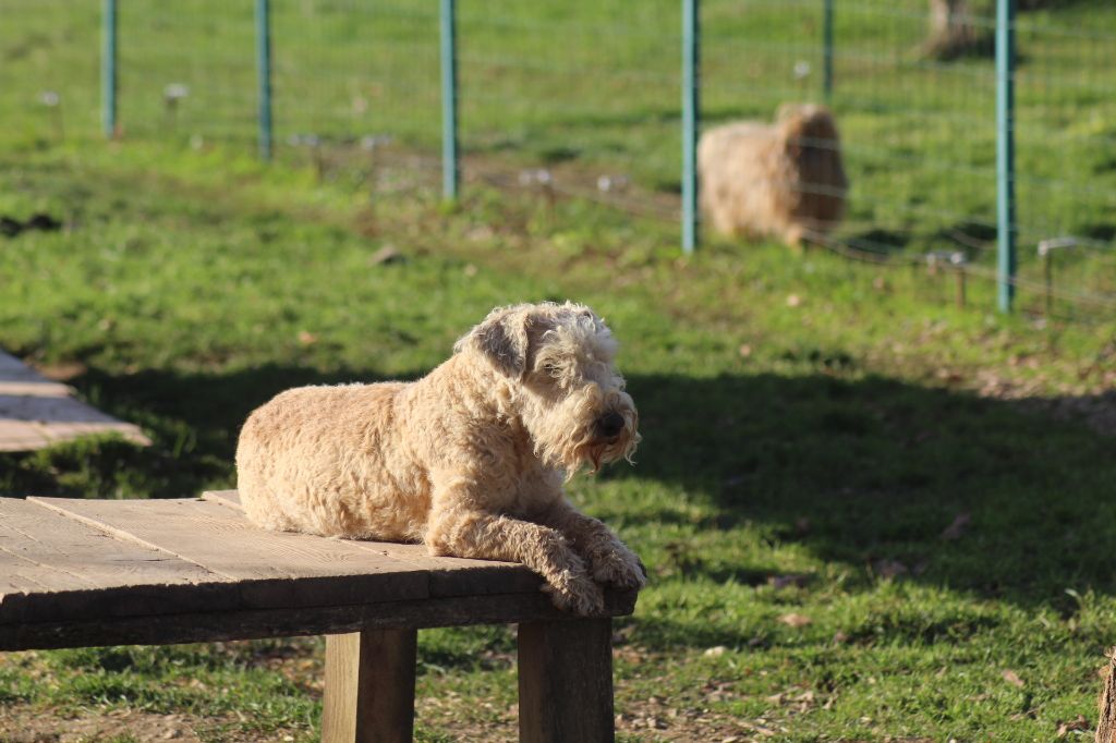 Publication : of caniland's dream