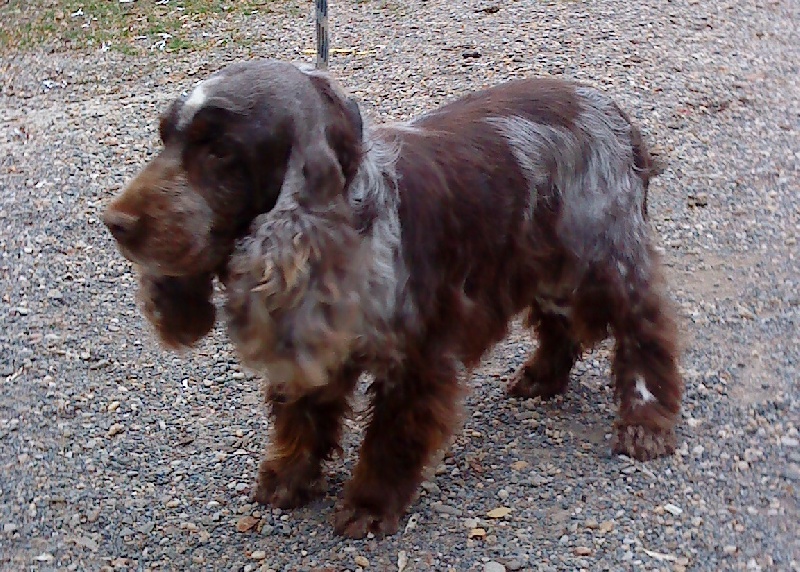 Publication : of caniland's dream