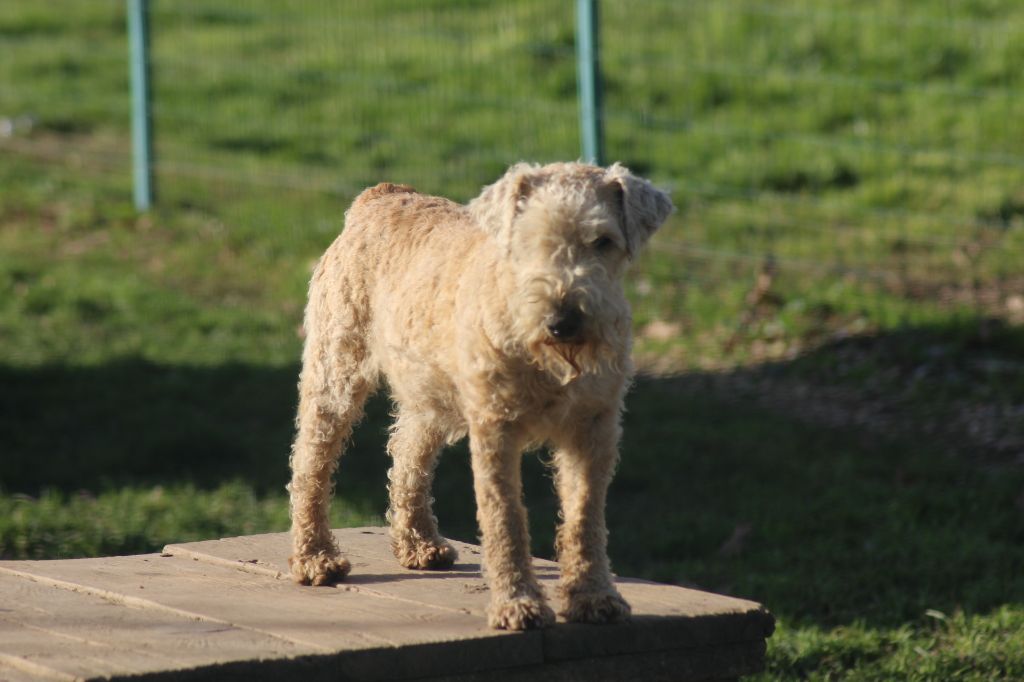 Publication : of caniland's dream