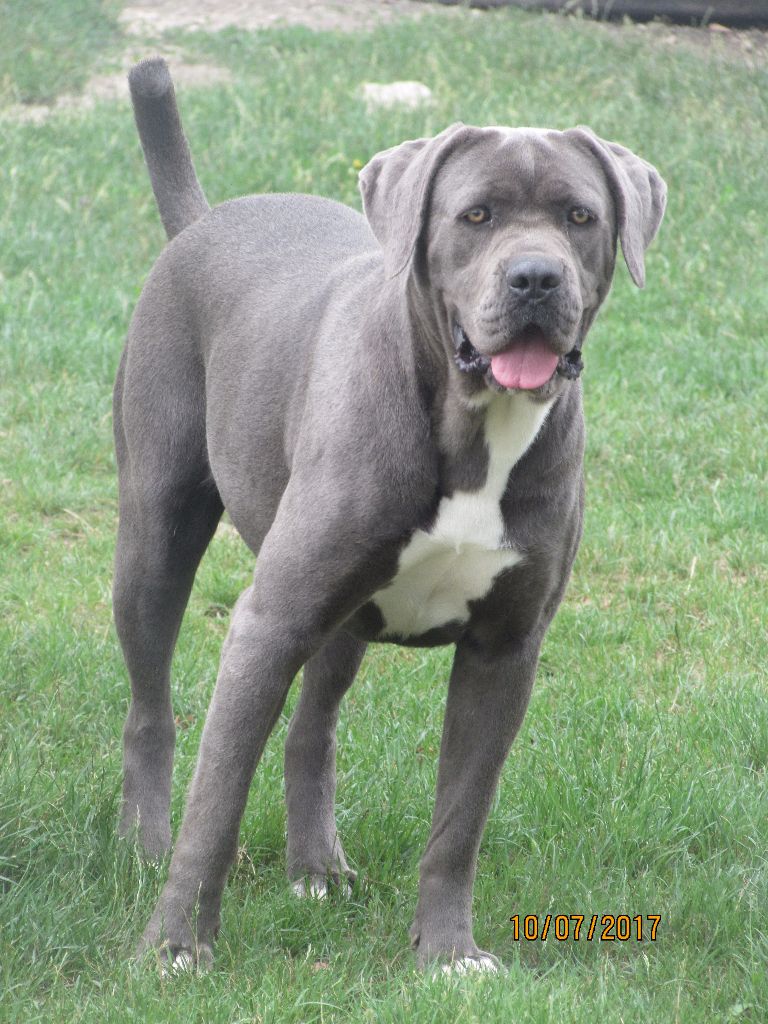 Publication : of caniland's dream