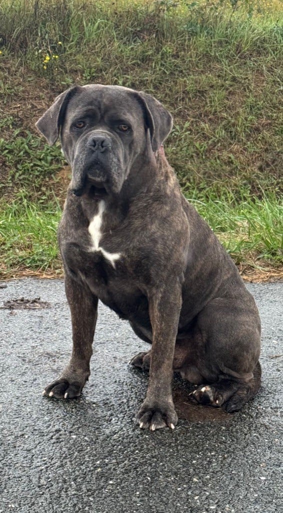 R'zeus du temple de jade