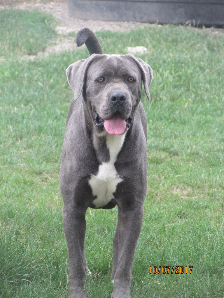 Publication : of caniland's dream