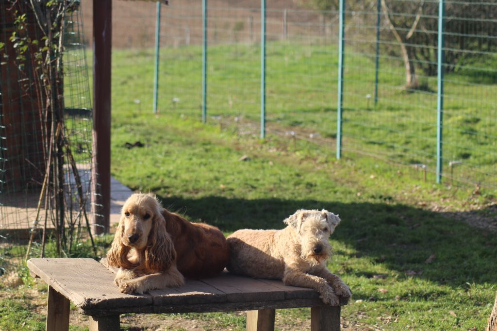 Publication : of caniland's dream