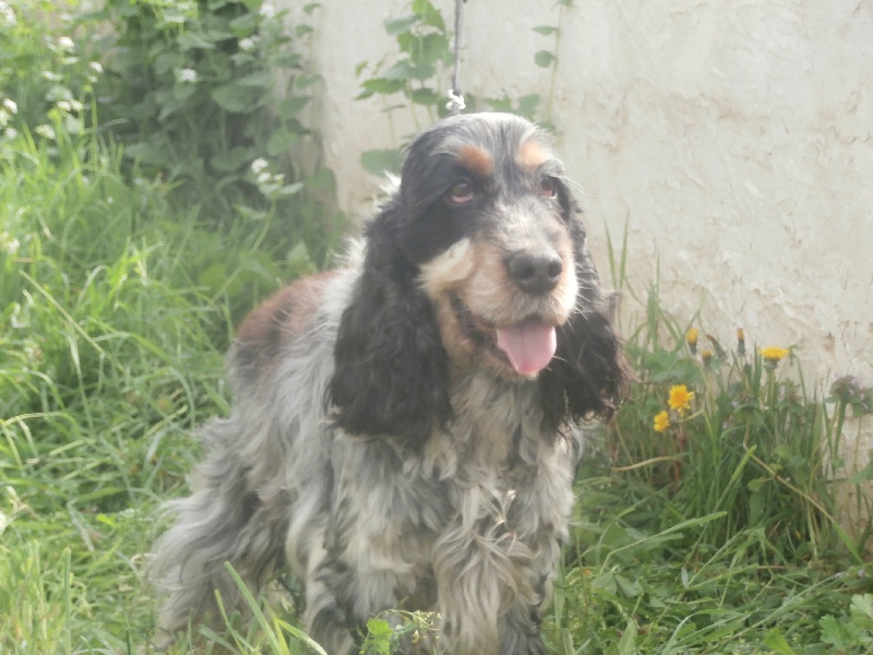 Publication : De la foret des reves bleus