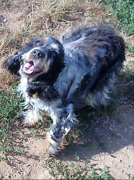 Publication : De la foret des reves bleus