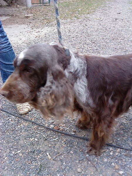 Publication : of caniland's dream