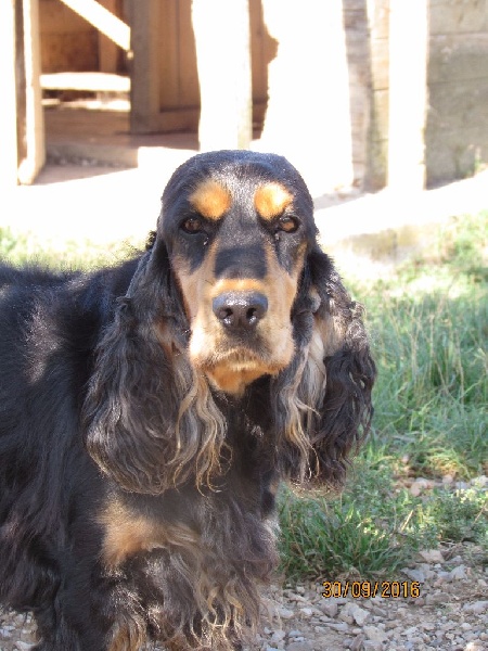 Publication : of caniland's dream