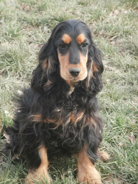 Publication : of caniland's dream