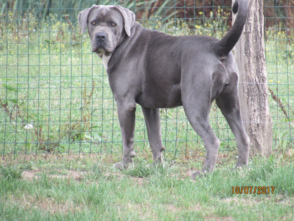 Publication : of caniland's dream