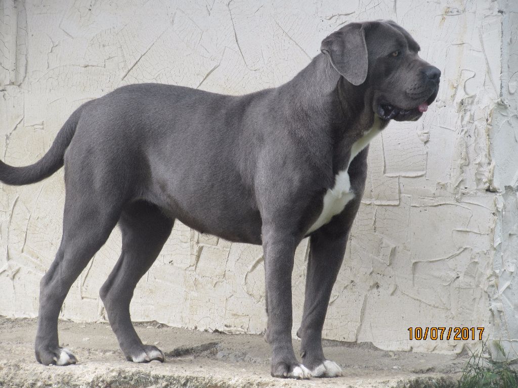 Publication : of caniland's dream