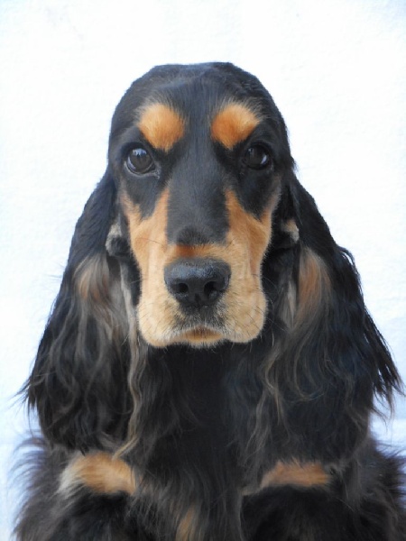 Publication : of caniland's dream