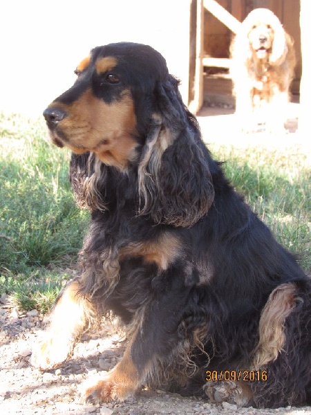 Publication : of caniland's dream