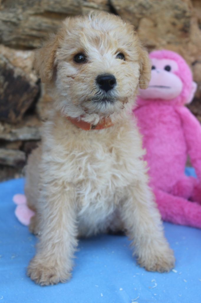 velix male fauve (collier orange)